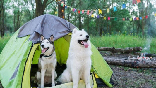Camping with Your Dog: Tips and Tricks for a Fun and Safe Adventure